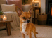 Tigger needs a new home
