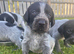 German Wirehaired Pointer Puppies