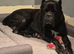 Cane Corso 5 1/2 years old