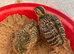 Kala teetar chick for sale