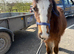 Stunning mare cob 8 mths old well marked