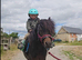 Lead rein shetland gelding