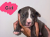 Cane Corso puppies