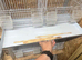 Double breeding cages