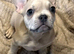 2 beautiful French bulldogs