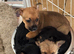 Homebred Jack Russel x Norwich terrier (cross) puppies