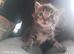 Maine Coon ragdoll cross