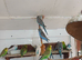 Young budgies