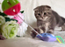 Scottish Fold Kittens