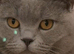 A beautiful BSH kitten for sale