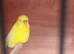 Yellow budgie