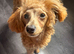 Toy poodle