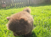 Chocolate pomeranian boy unique lines