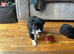 Border collie pups