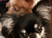 GORGEOUS SMALL CHIHUAHUA BOY • THAI IMPORT • SHORT NOSE • BIG BEAUTIFUL EYES & FLUFFY EARS • £2,000