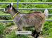 Pygmy Goat kids. pure bred.