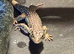 European Eye Lizards for sale