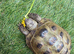 AVAILABLE NOW Horsfield tortoises looking for loving new home