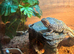 Rankins dragon for sale