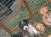 Puppies