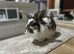 Male rabbit