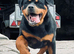 Rottweiler bitch