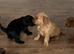 f1b cockapoo left
