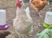 Barn mix rooster