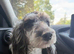 Cockerpoo