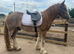 Beautiful Irish cob gelding