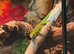 Giant Madagascan day gecko