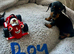 Miniture dachshund