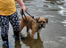 1 kc registered male Border terrier left