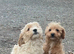 Fully vaccinated Jackapoos