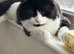 X 2 Cats for Rehoming Male & Female Couple
