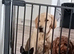8 month old male labrador