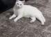 Urgent home