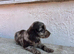 Female cocker spaniel
