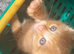 Ginger needs a forever home