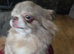 5 generation kc registered lilac female chihuahus