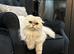 Beautiful longhair Female cat