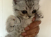 British shorthair kittens