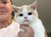 British shorthair kittens