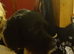 Female 2 year old mixed breed