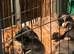 Border terrier pups