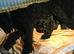 Ready to this weekendONE RESERVED .SIX STUNNING STANDARD POODLES