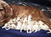 Working cocker puppies