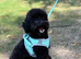 11 months old toy poodle