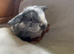 Beautiful mini lops