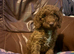 2 stunning miniature poodle boys